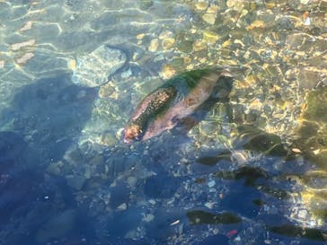 伊豆・三津シーパラダイスに投稿された画像（2023/8/12）