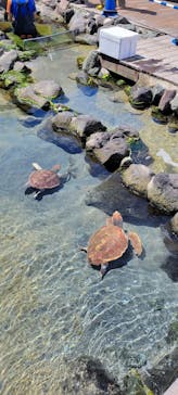 上越市立水族博物館 うみがたりに投稿された画像（2023/8/12）