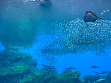 仙台うみの杜水族館に投稿された画像（2023/8/12）