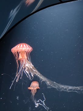 サンシャイン水族館に投稿された画像（2023/8/12）