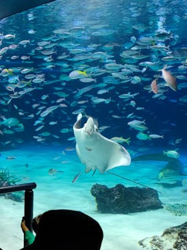 サンシャイン水族館に投稿された画像（2023/8/12）