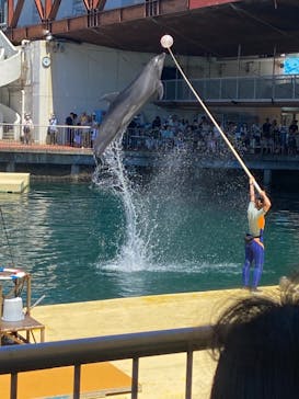 伊豆・三津シーパラダイスに投稿された画像（2023/8/12）