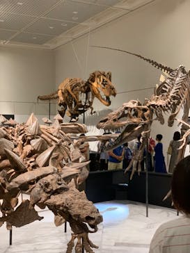 大阪市立自然史博物館に投稿された画像（2023/8/12）