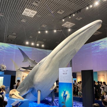 特別展「海　―生命のみなもと―」（国立科学博物館）に投稿された画像（2023/8/12）