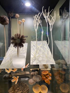 国立科学博物館に投稿された画像（2023/8/12）