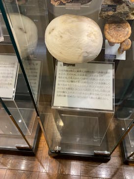 国立科学博物館に投稿された画像（2023/8/12）