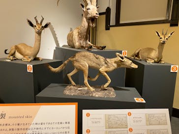 国立科学博物館に投稿された画像（2023/8/12）