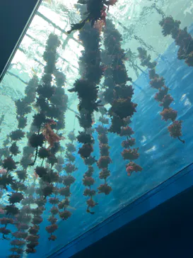 仙台うみの杜水族館に投稿された画像（2023/8/12）