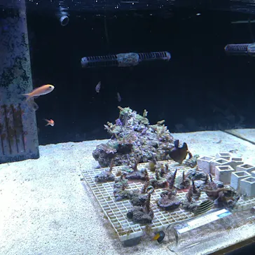 マクセル アクアパーク品川に投稿された画像（2023/8/12）