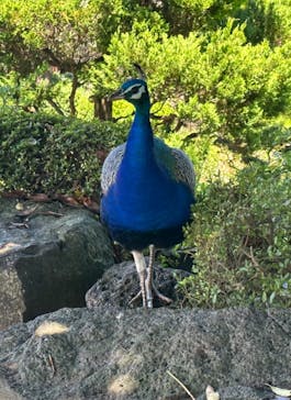 伊豆シャボテン動物公園に投稿された画像（2023/8/12）