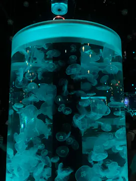 マクセル アクアパーク品川に投稿された画像（2023/8/12）