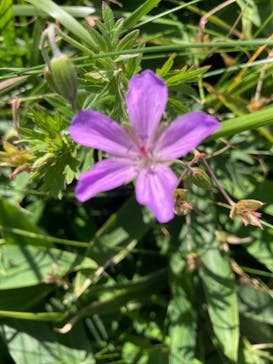 車山高原SKYPARK RESORTに投稿された画像（2023/8/12）