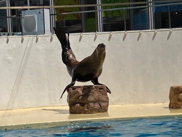 伊豆・三津シーパラダイスに投稿された画像（2023/8/12）