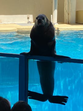 伊豆・三津シーパラダイスに投稿された画像（2023/8/12）