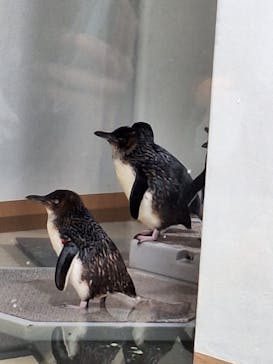 AOAO SAPPOROに投稿された画像（2023/8/12）