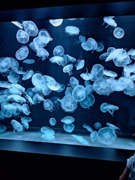 AOAO SAPPOROに投稿された画像（2023/8/12）