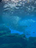 仙台うみの杜水族館に投稿された画像（2023/8/12）