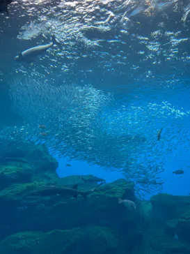 仙台うみの杜水族館に投稿された画像（2023/8/12）