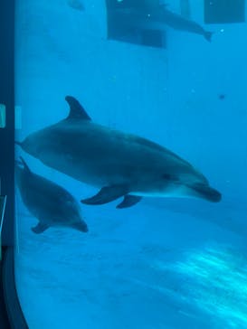 名古屋港水族館に投稿された画像（2023/8/12）