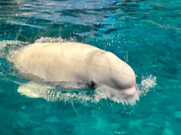 名古屋港水族館に投稿された画像（2023/8/12）