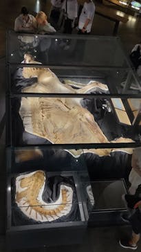 福井県立恐竜博物館に投稿された画像（2023/8/12）