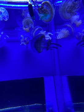 しながわ水族館に投稿された画像（2023/8/12）