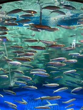 しながわ水族館に投稿された画像（2023/8/12）