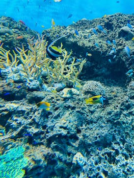 アクアワールド茨城県大洗水族館に投稿された画像（2023/8/12）