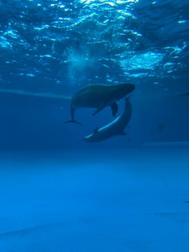 アクアワールド茨城県大洗水族館に投稿された画像（2023/8/12）