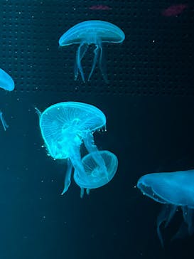 京都水族館に投稿された画像（2023/8/12）
