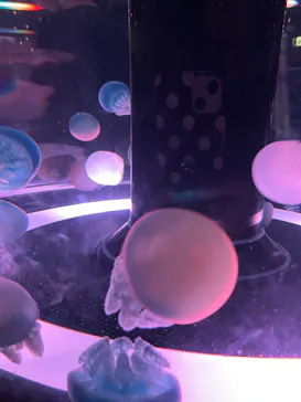 マクセル アクアパーク品川に投稿された画像（2023/8/12）