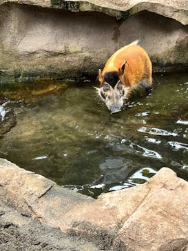 那須どうぶつ王国に投稿された画像（2023/8/12）