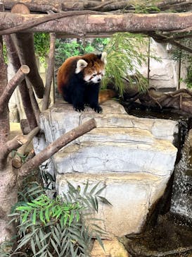 那須どうぶつ王国に投稿された画像（2023/8/12）