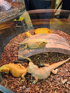 NARA KINGYO MUSEUMに投稿された画像（2023/8/12）