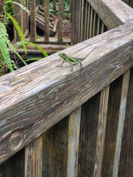 御菓子御殿　名護店　やんばる亜熱帯の森DINO恐竜PARKに投稿された画像（2023/8/12）