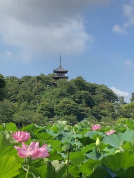 三溪園に投稿された画像（2023/8/12）
