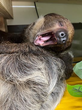 しろとり動物園に投稿された画像（2023/8/12）