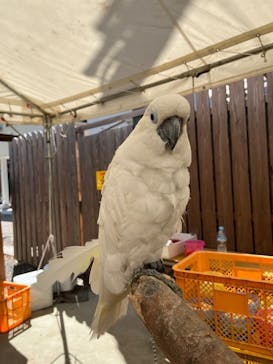 しろとり動物園に投稿された画像（2023/8/12）