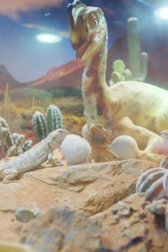 NARA IKIMONO MUSEUMに投稿された画像（2023/8/12）