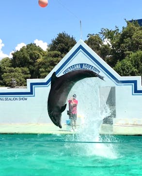 しながわ水族館に投稿された画像（2023/8/12）