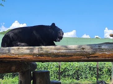 群馬サファリパークに投稿された画像（2023/8/12）