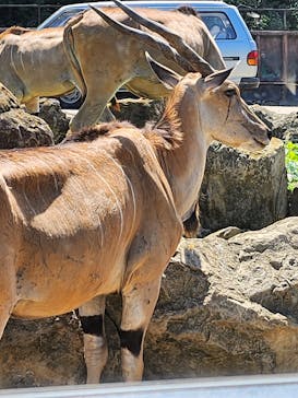 群馬サファリパークに投稿された画像（2023/8/12）