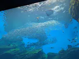 仙台うみの杜水族館に投稿された画像（2023/8/12）