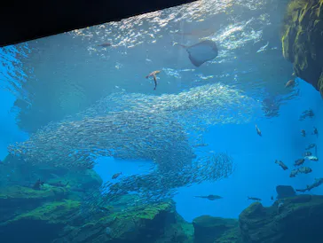 仙台うみの杜水族館に投稿された画像（2023/8/12）