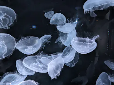 仙台うみの杜水族館に投稿された画像（2023/8/12）
