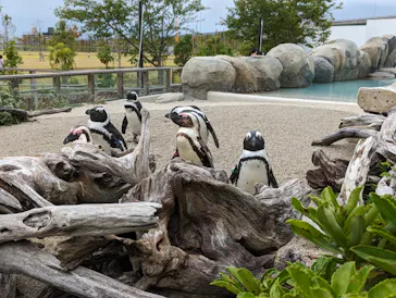 仙台うみの杜水族館に投稿された画像（2023/8/12）