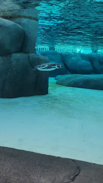 天王寺動物園に投稿された画像（2023/8/12）