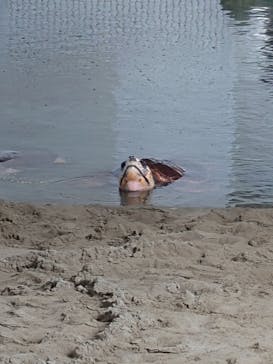 名古屋港水族館に投稿された画像（2023/8/12）