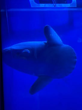 サンシャイン水族館に投稿された画像（2023/8/12）