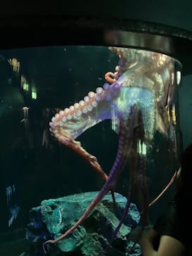 サンシャイン水族館に投稿された画像（2023/8/12）